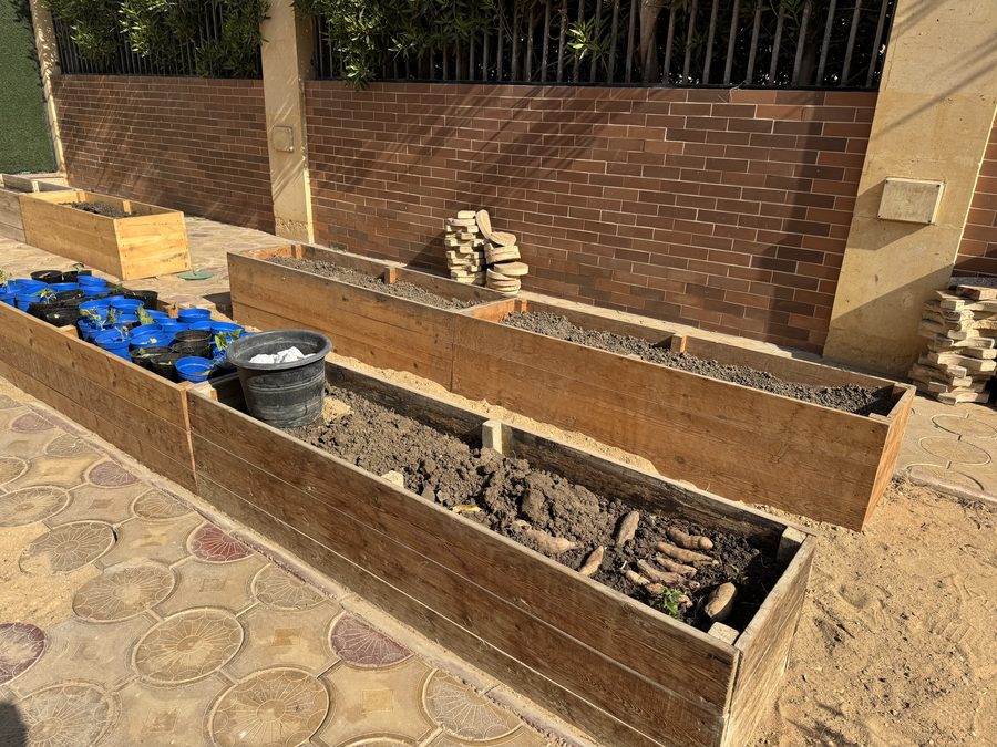 Raised beds in the school garden